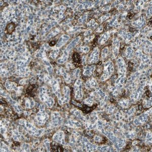 Anti-NGFR antibody produced in rabbit 