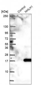 Anti-NHLH1 antibody produced in rabbit HPA017943-100UL