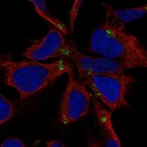 Anti-NHLH1 antibody produced in rabbit HPA017943-100UL