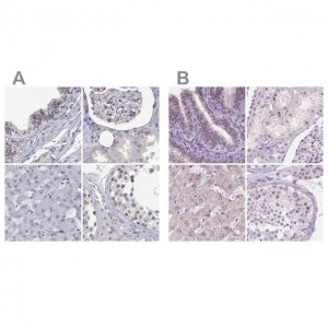 Anti-NHP2 antibody produced in rabbit 