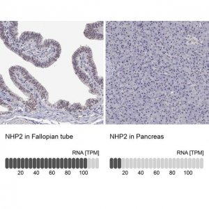 Anti-NHP2 antibody produced in rabbit 