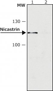Anti-Nicastrin antibody produced in rabbit N1660-.2ML