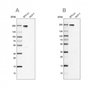 Anti-NID2 antibody produced in rabbit 
