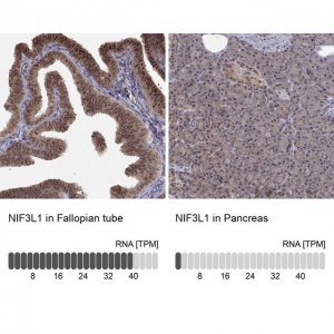 Anti-NIF3L1 antibody produced in rabbit 