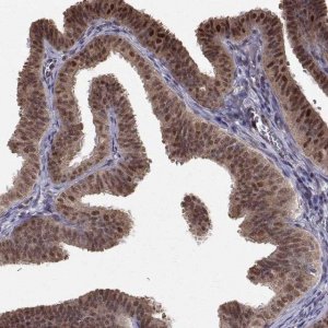 Anti-NIF3L1 antibody produced in rabbit 