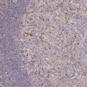 Anti-NIN antibody produced in rabbit 
