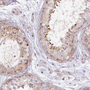 Anti-NIN antibody produced in rabbit 