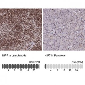 Anti-NIP7 antibody produced in rabbit HPA059850-100UL
