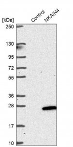 Anti-NKAIN4 antibody produced in rabbit HPA029876-100UL