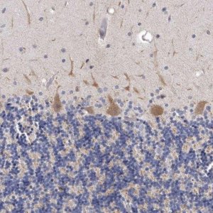 Anti-NKAIN4 antibody produced in rabbit HPA029876-100UL