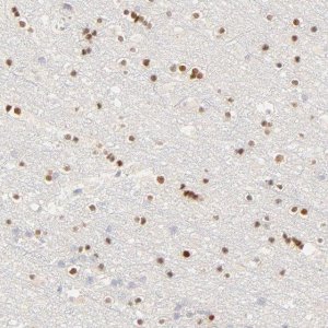 Anti-NKX2-2 antibody produced in rabbit 