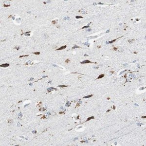 Anti-NLGN1 antibody produced in rabbit 