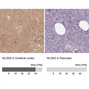 Anti-NLGN2 antibody produced in rabbit 