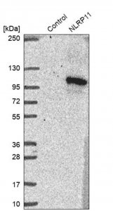 Anti-NLRP11 antibody produced in rabbit 