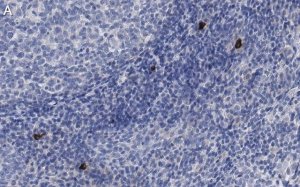 Anti-NLRP3 Antibody, clone 4B4 ZooMAb Rabbit Monoclonal 