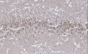 Anti-NMDAR2A Antibody, clone A12W, ZooMAb Rabbit Monoclonal 