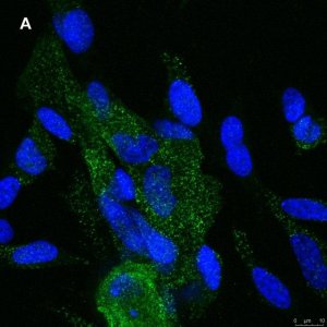 Anti-NMDAR2A Antibody, clone A12W, ZooMAb Rabbit Monoclonal 
