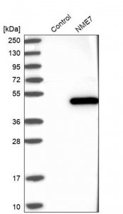 Anti-NME7 antibody produced in rabbit 