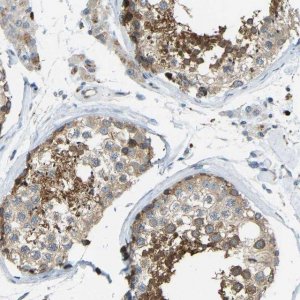 Anti-NME8 antibody produced in rabbit 