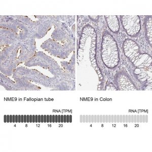 Anti-NME9 antibody produced in rabbit 