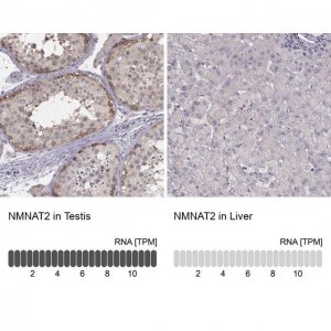 Anti-NMNAT2 