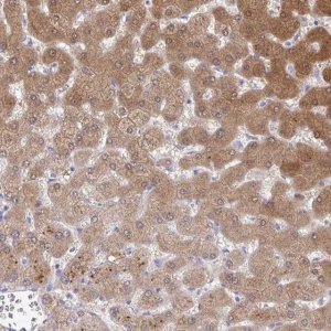 Anti-NNMT antibody produced in rabbit 
