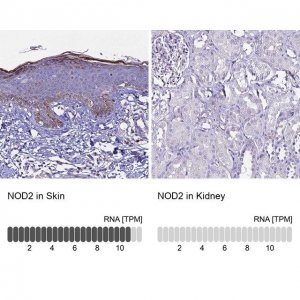 Anti-NOD2 antibody produced in rabbit 