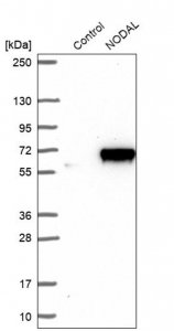 Anti-NODAL antibody produced in rabbit 