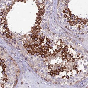 Anti-NODAL antibody produced in rabbit 