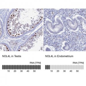 Anti-NOL4L antibody produced in rabbit 