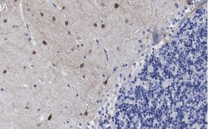 Anti-NOS1 Antibody, clone 1F14 ZooMAb Rabbit Monoclonal 