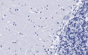 Anti-NOS1 Antibody, clone 1F14 ZooMAb Rabbit Monoclonal 