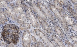 Anti-NOTCH2 Antibody, clone 1B14-5 ZooMAb Rabbit Monoclonal 