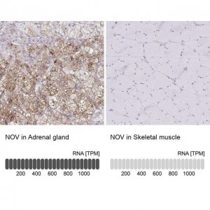 Anti-NOV antibody produced in rabbit 