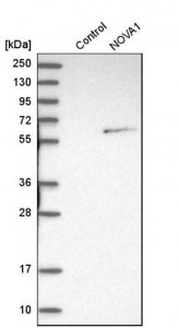 Anti-NOVA1 antibody produced in rabbit 