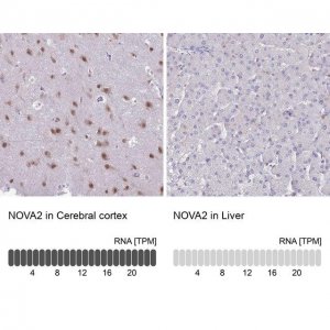 Anti-NOVA2 antibody produced in rabbit 