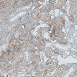 Anti-NOX4 antibody produced in rabbit 