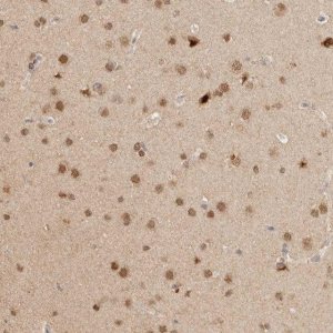 Anti-NPAS2 antibody produced in rabbit 