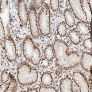 Anti-NPAS2 antibody produced in rabbit 