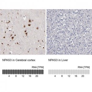 Anti-NPAS3 antibody produced in rabbit 
