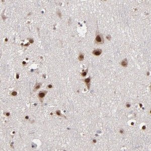Anti-NPAS3 antibody produced in rabbit 