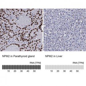 Anti-NPM2 antibody produced in rabbit 