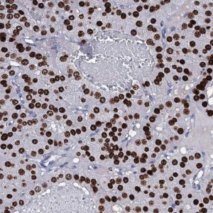 Anti-NPM2 antibody produced in rabbit 