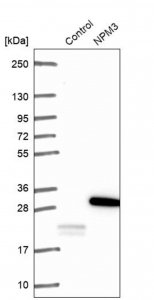 Anti-NPM3 antibody produced in rabbit 
