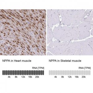Anti-NPPA antibody produced in rabbit 