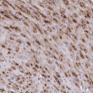 Anti-NPPA antibody produced in rabbit 