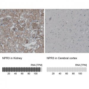 Anti-NPR3 antibody produced in rabbit 