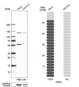 Anti-NPR3 antibody produced in rabbit 