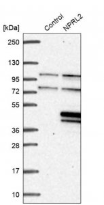 Anti-NPRL2 antibody produced in rabbit 