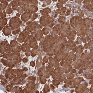 Anti-NPRL2 antibody produced in rabbit 